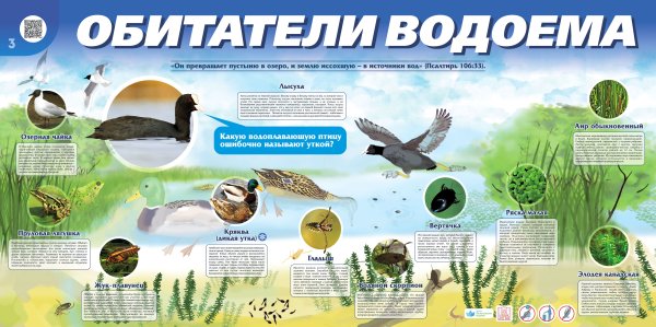 Обитатели водоемов для дошкольников