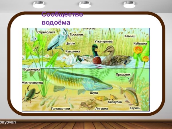 Природное сообщество водоем