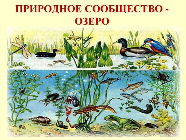 Экосистема лесного озера