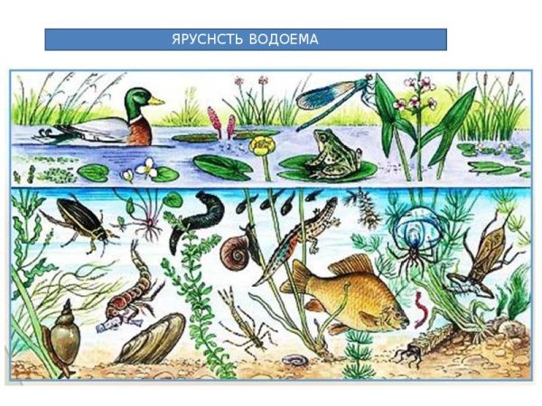 Экосистема для детей