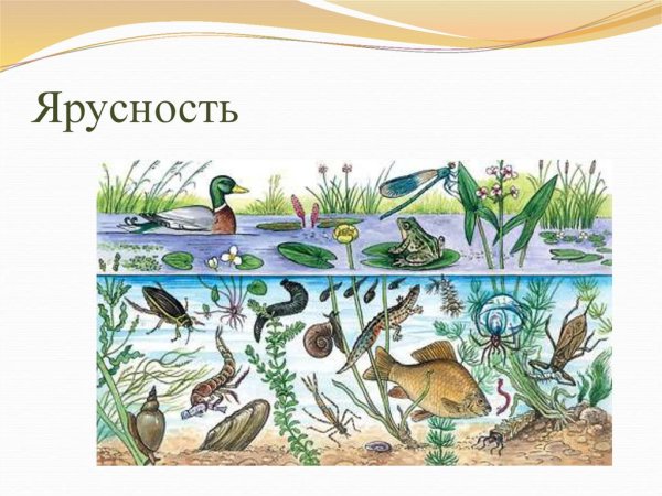 Экосистема водоема