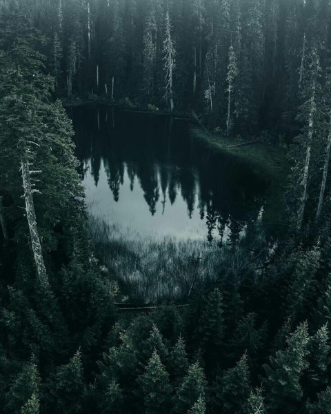 Atmospheric Black Metal лес