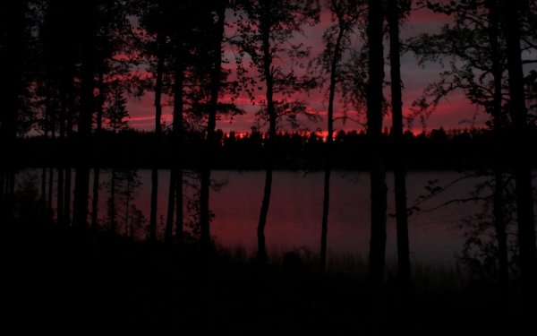 Темный лес Сумерки