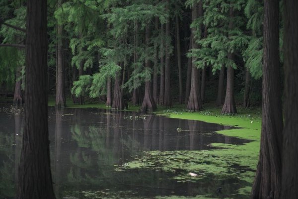 Озеро в дремучем лесу