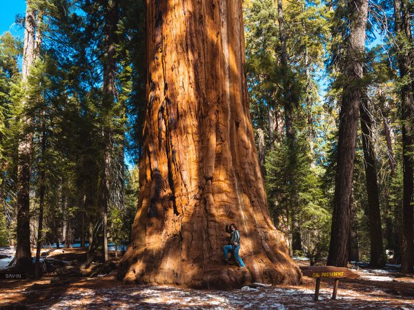 Национальный парк Секвойя (Sequoia National Park)