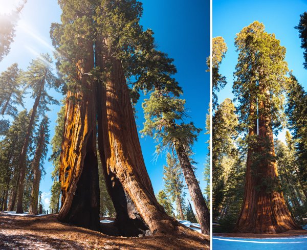 Секвойя дерево Гиперион