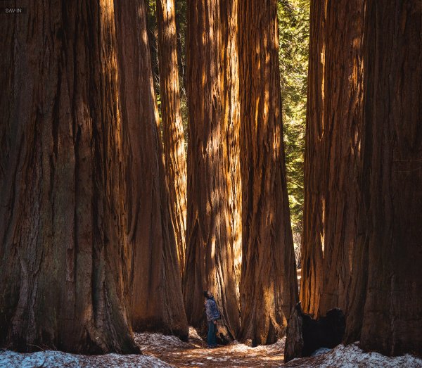 Нац парк Секвойя США
