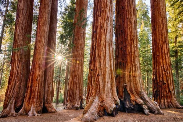 Национальный парк Секвойя США