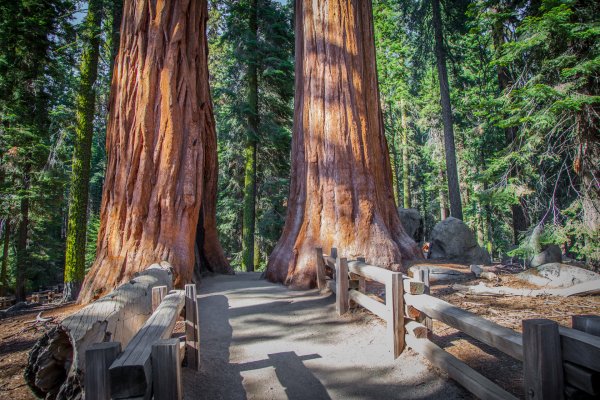 Национальный парк Секвойя дерево генерал Шерман
