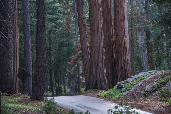 Национальный парк Секвойя США