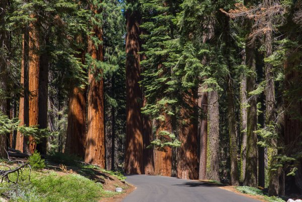 Национальный парк Секвойя Sequoia National Park Калифорния США