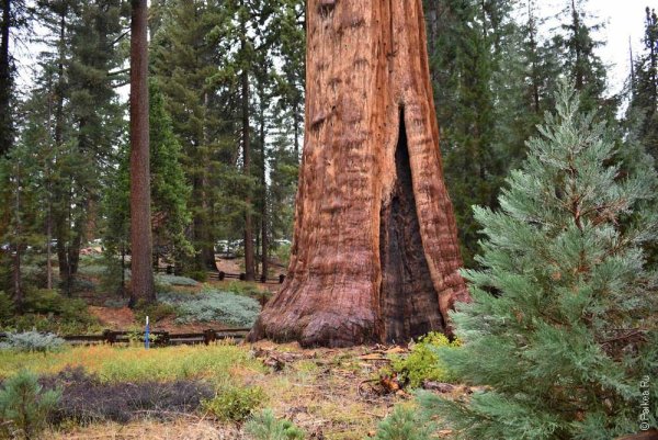 Секвойя дерево парк