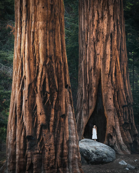 Парк Секвойя Калифорния