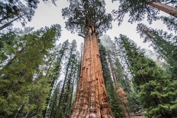 Национальный парк Секвойя США