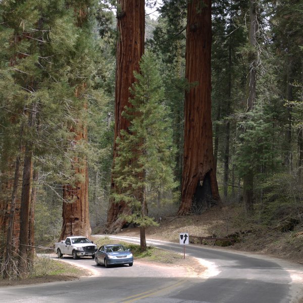 Национальный парк Секвойя США