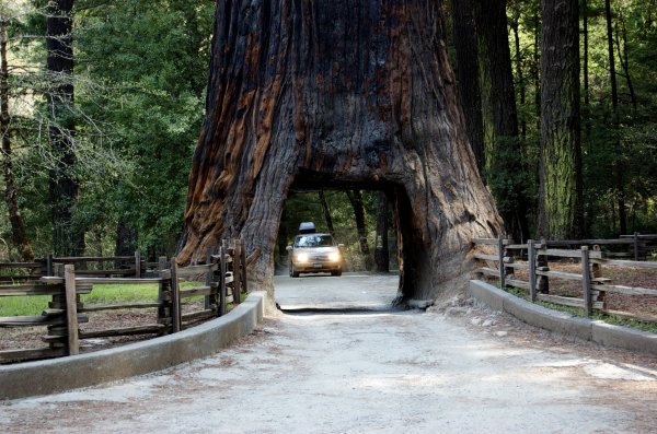 Национальный парк Секвойя США