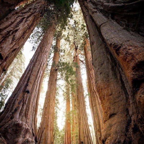 Парк Секвойя Калифорния