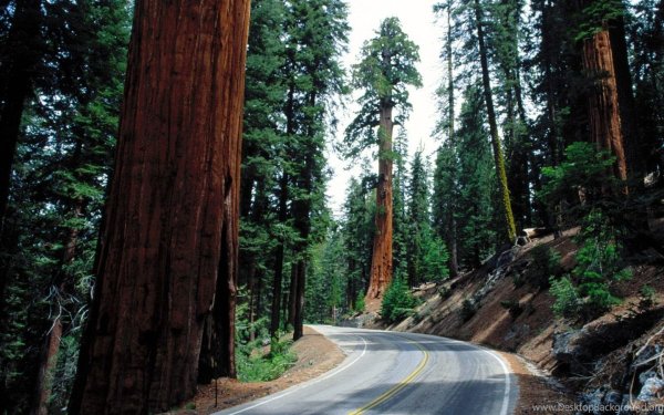 Национальный парк Секвойя Калифорния США