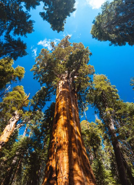 Секвойя дерево