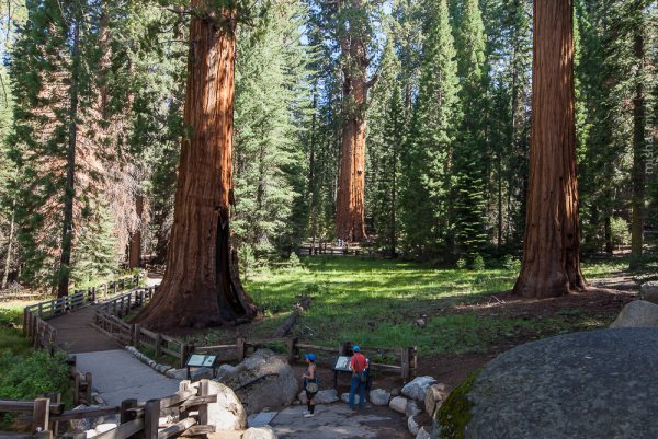 Секвойя и Кингс каньон национальный парк