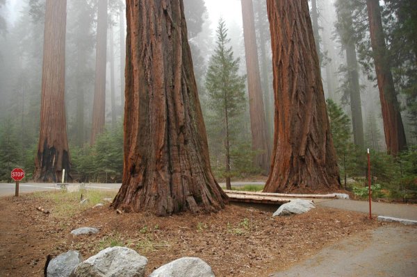 Парк Секвойя Калифорния