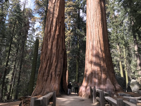 Йосемити национальный парк секвойи
