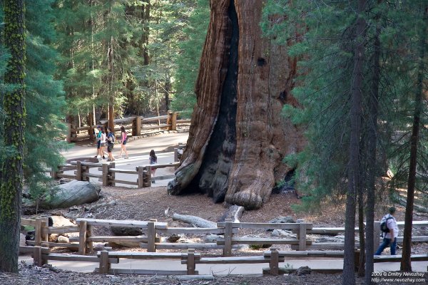 Лос Анджелес Секвойя парк