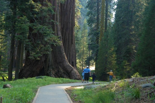 Секвойя национальный парк США дорога