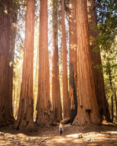 Лес Редвуд штат Калифорния