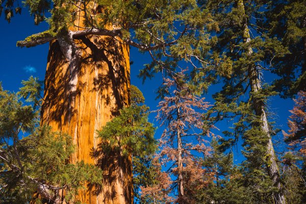 Национальный парк Секвойя Калифорния США
