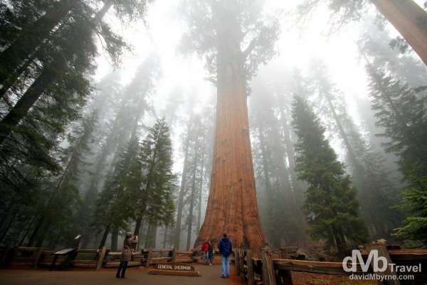 Генерал Шерман (дерево)