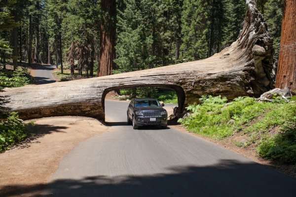Национальный парк Секвойя США