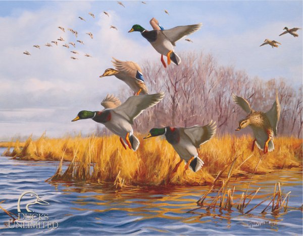 Охотничьи пейзажи с утками