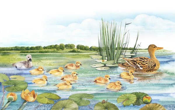 Гадкий утёнок Ганс христиан андрерке