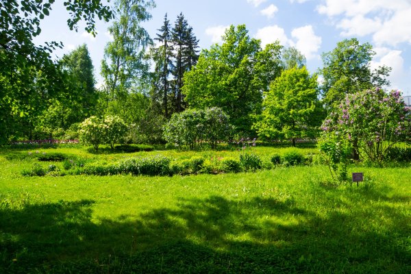 Парк Сокольники лес