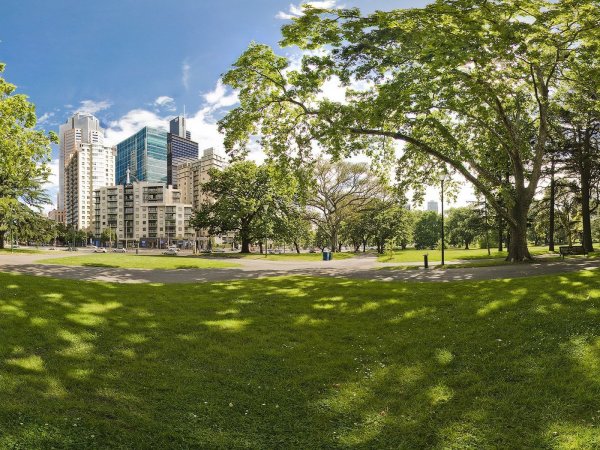 Деревья в городе