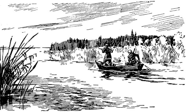 Утка в камышах