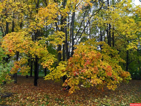Осень клен парк