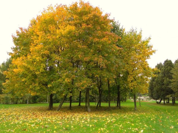 Клен остролистный осенью