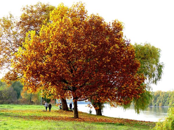 Липа мелколистная осенью