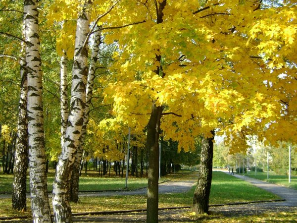 Береза и клен