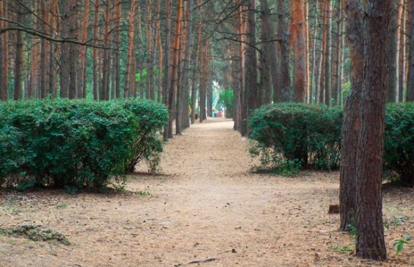 Сосновый парк Воронеж