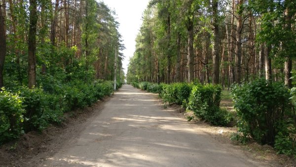 Воронеж Советский район парк Танаис