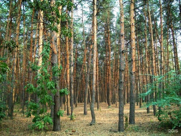 Юго Западный парк Воронеж