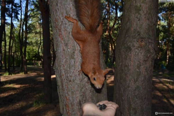 Парк Танаис Воронеж белки