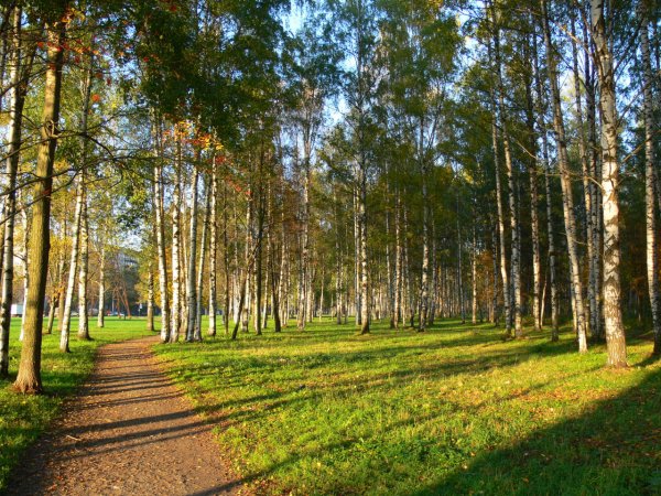 Пискарёвский лесопарк Санкт-Петербург