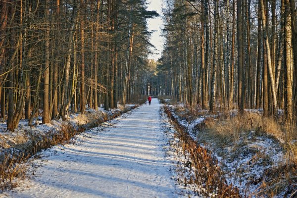 Пискарёвский лесопарк Санкт-Петербург