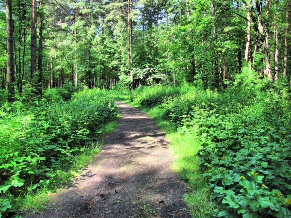 Пискаревский парк СПБ