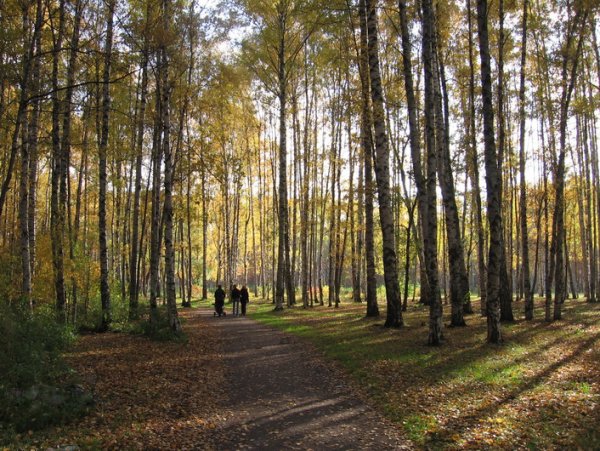 Пискаревский парк в Санкт-Петербурге
