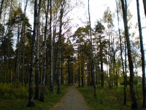 Пискарёвский лесопарк Санкт-Петербург